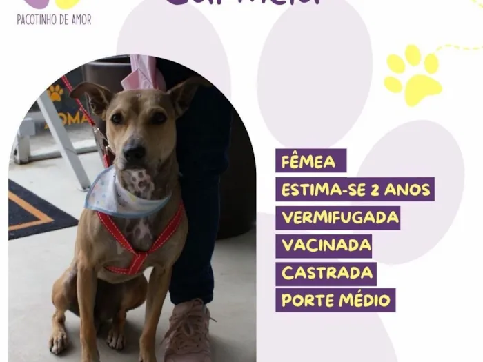Cachorro raça SRD-ViraLata idade 2 anos nome Caramelaa 