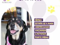 Cachorro raça SRD-ViraLata idade 4 anos nome Charlotte 
