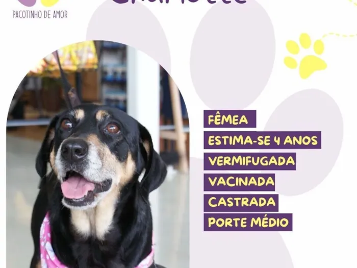 Cachorro raça SRD-ViraLata idade 4 anos nome Charlotte 