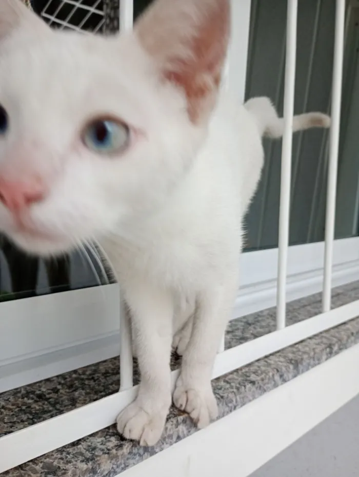 Gato raça SRD-ViraLata idade 2 a 6 meses nome Léo 