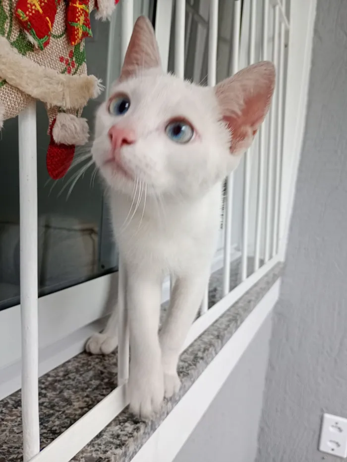Gato raça SRD-ViraLata idade 2 a 6 meses nome Léo 