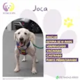 Joca 