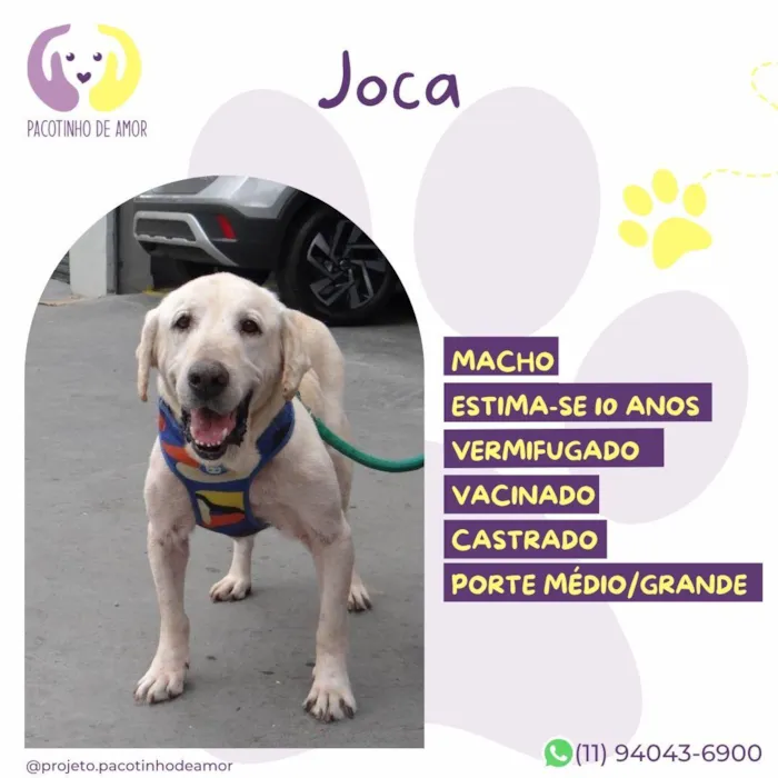Cachorro raça SRD-ViraLata idade 6 ou mais anos nome Joca 