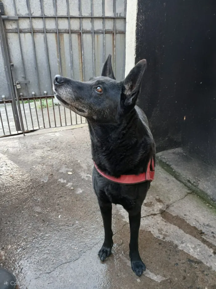 Cachorro raça SRD-ViraLata idade 6 ou mais anos nome Lola