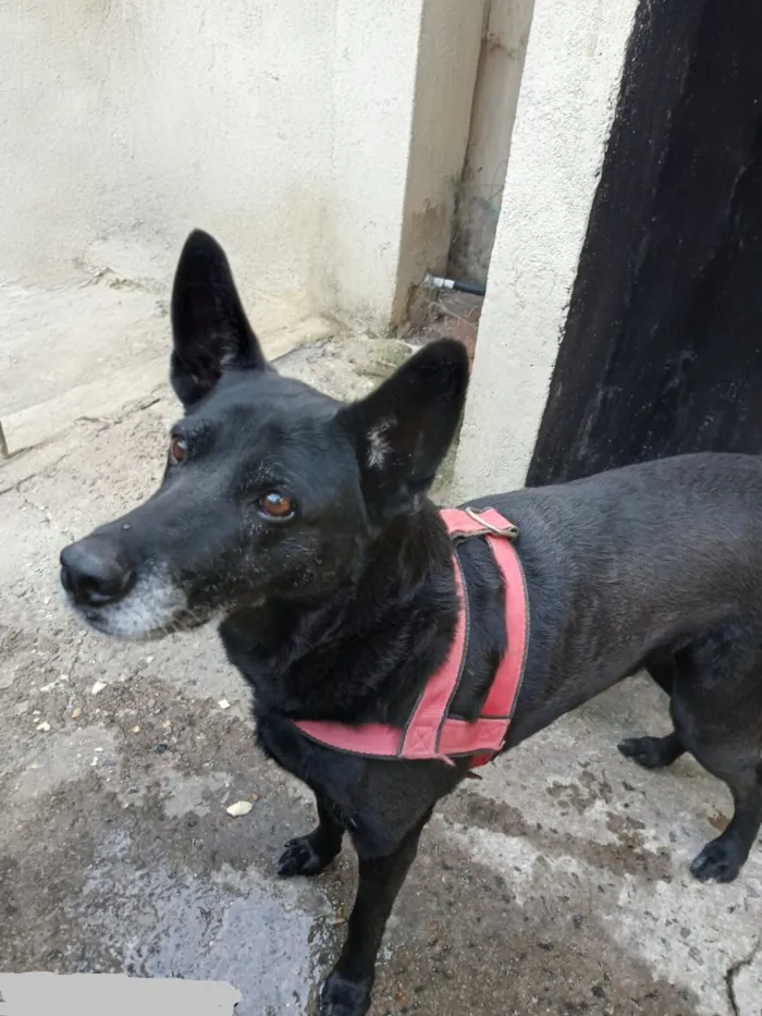 Cachorro raça SRD-ViraLata idade 6 ou mais anos nome Lola