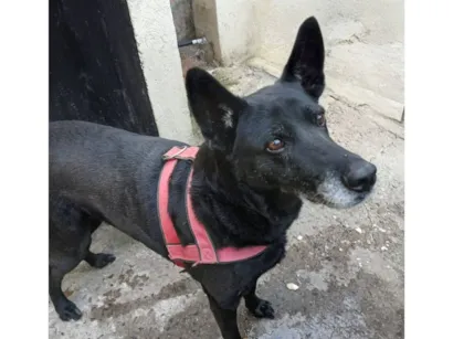 Cachorro raça SRD-ViraLata idade 6 ou mais anos nome Lola