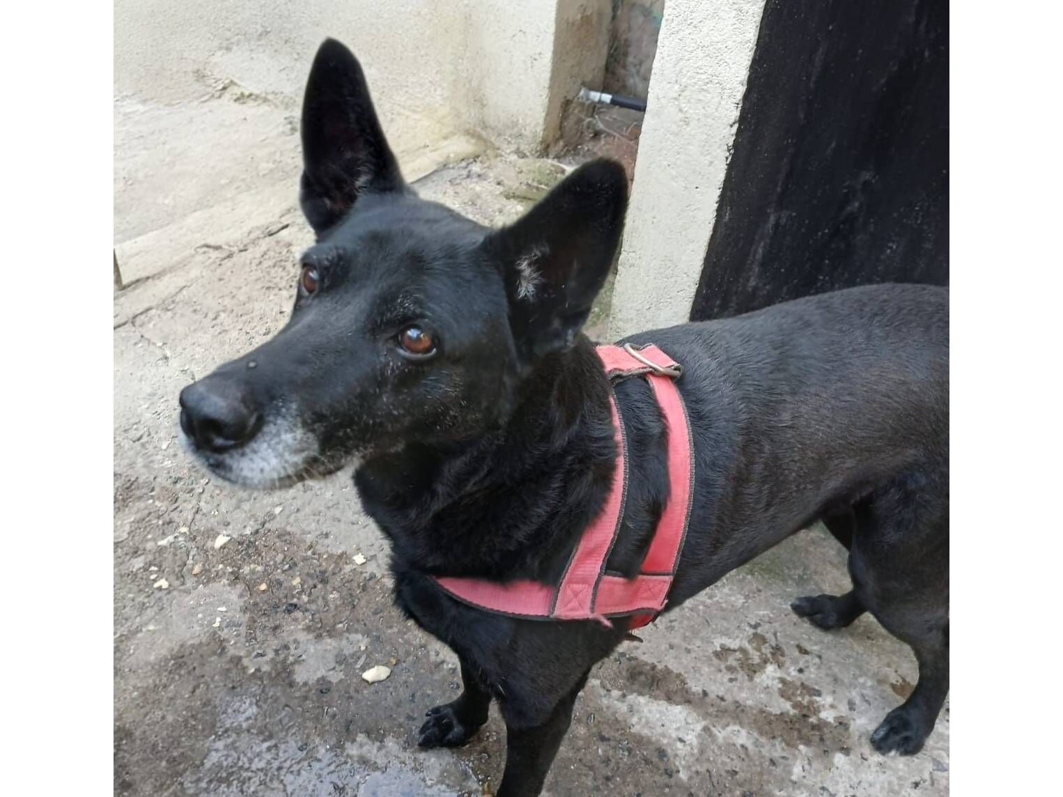 Cachorro raça SRD-ViraLata idade 6 ou mais anos nome Lola