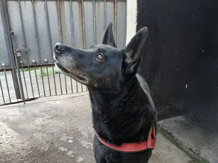 Cachorro raça SRD-ViraLata idade 6 ou mais anos nome Lola