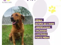 Cachorro raça SRD-ViraLata idade 5 anos nome Vivi