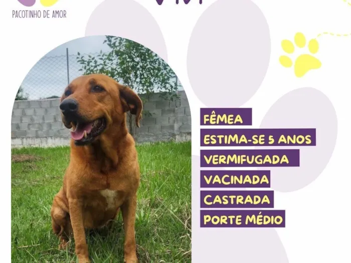 Cachorro raça SRD-ViraLata idade 5 anos nome Vivi