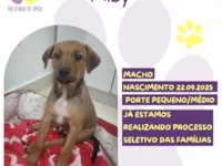 Cachorro raça SRD-ViraLata idade 2 a 6 meses nome Alby 