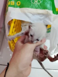 Gato raça SRD-ViraLata idade Abaixo de 2 meses nome Gatinhos