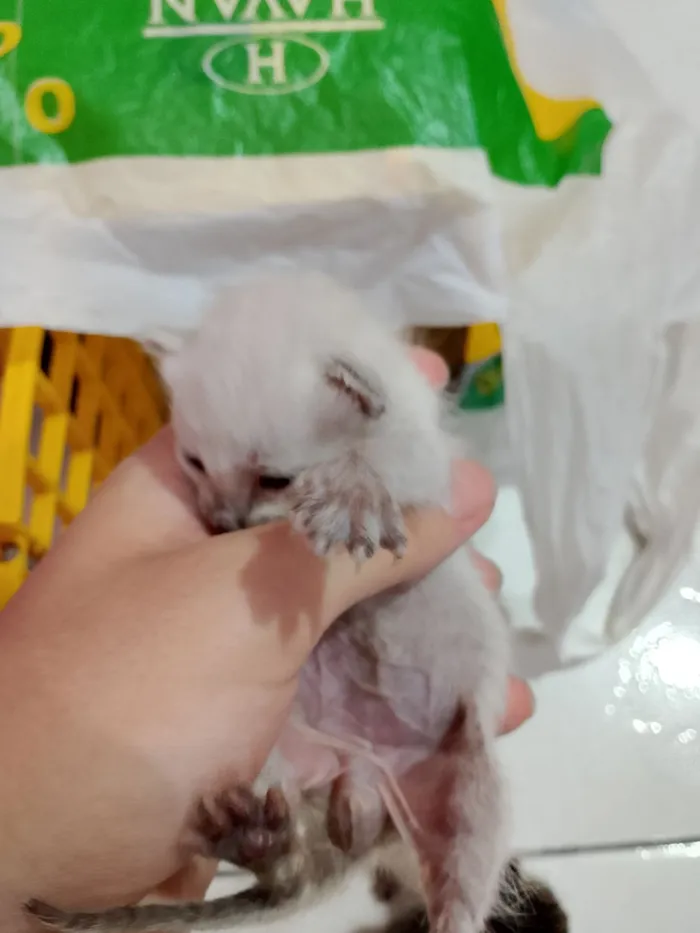 Gato raça SRD-ViraLata idade Abaixo de 2 meses nome Gatinhos