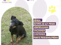 Cachorro raça SRD-ViraLata idade 2 a 6 meses nome Lia