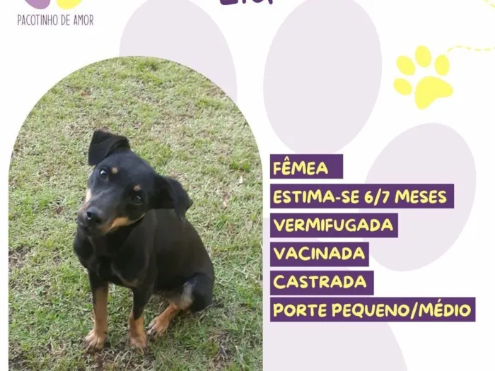 Cachorro raça SRD-ViraLata idade 2 a 6 meses nome Lia
