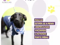 Cachorro raça SRD-ViraLata idade 7 a 11 meses nome Rex 