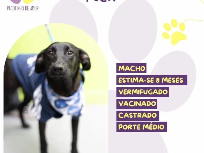 Cachorro raça SRD-ViraLata idade 7 a 11 meses nome Rex 