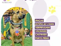 Cachorro raça SRD-ViraLata idade 4 anos nome Duck 