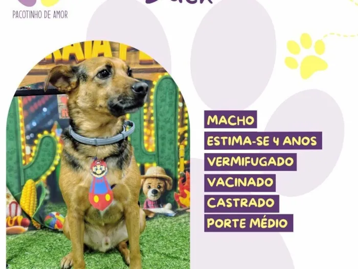 Cachorro raça SRD-ViraLata idade 4 anos nome Duck 