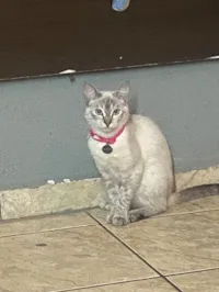 Gato raça SRD-ViraLata idade 7 a 11 meses nome Aretha 