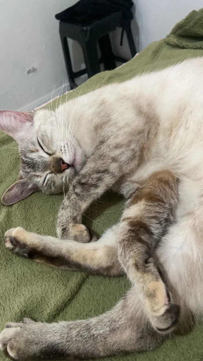 Gato raça SRD-ViraLata idade 7 a 11 meses nome Aretha 