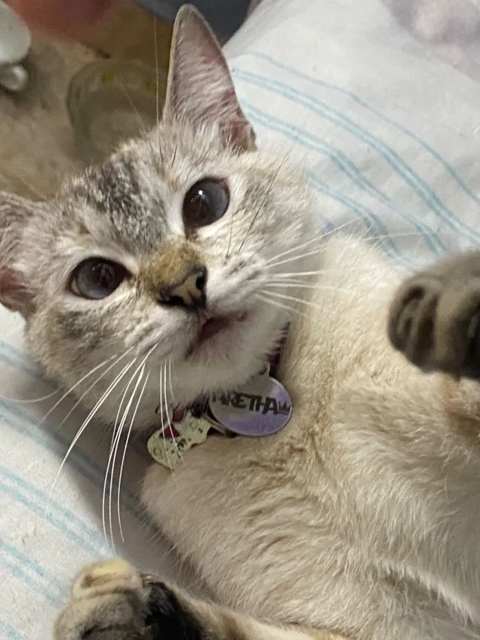Gato raça SRD-ViraLata idade 7 a 11 meses nome Aretha 