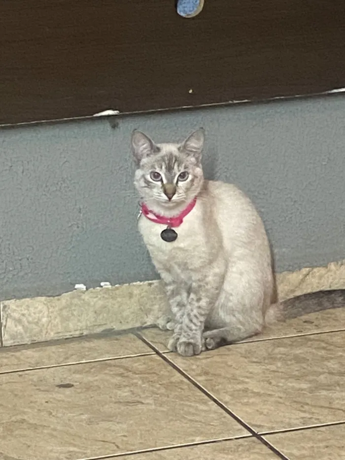 Gato raça SRD-ViraLata idade 1 ano nome Aretha 