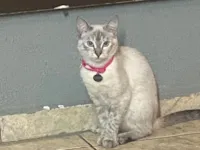 Gato raça SRD-ViraLata idade 1 ano nome Aretha 