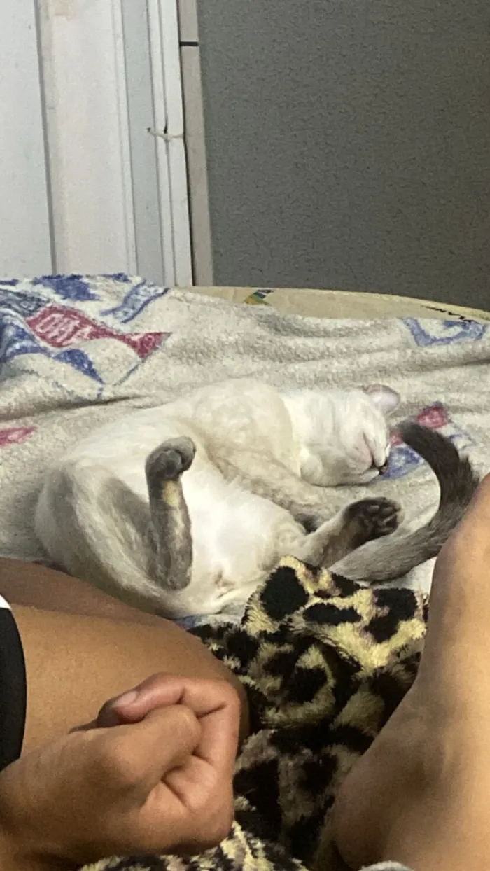 Gato raça SRD-ViraLata idade 1 ano nome Aretha 