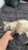 Gato raça SRD-ViraLata idade 7 a 11 meses nome Nala
