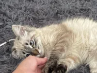 Gato raça SRD-ViraLata idade 7 a 11 meses nome Nala