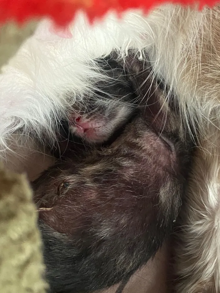 Gato raça SRD-ViraLata idade Abaixo de 2 meses nome São filhotinhas 