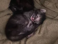 Gato raça SRD-ViraLata idade Abaixo de 2 meses nome São filhotinhas 