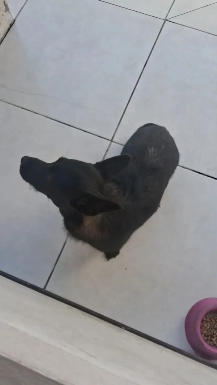 Cachorro raça SRD-ViraLata idade 7 a 11 meses nome Pandora 