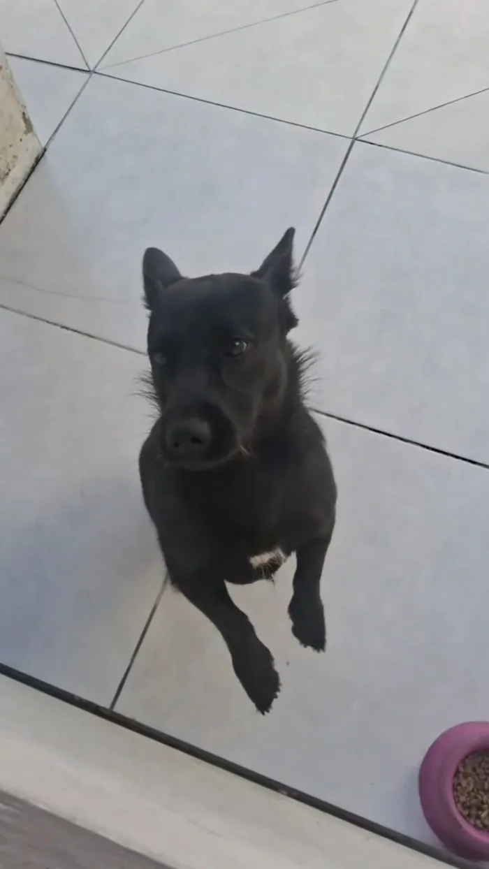 Cachorro raça SRD-ViraLata idade 7 a 11 meses nome Pandora 