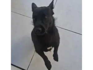 Cachorro raça SRD-ViraLata idade 7 a 11 meses nome Pandora