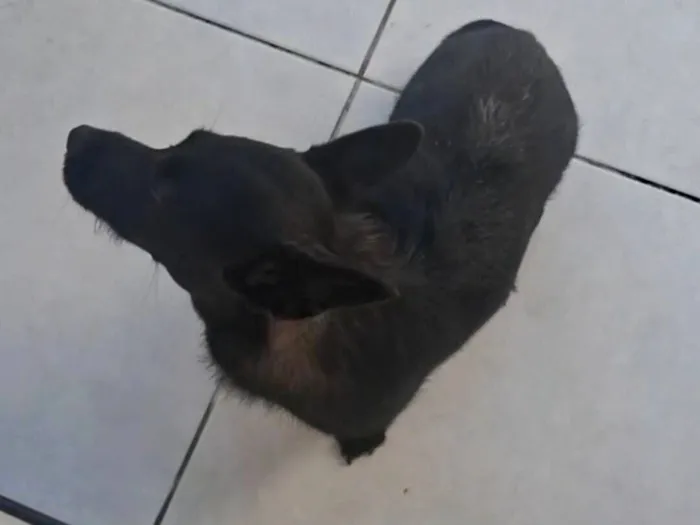 Cachorro raça SRD-ViraLata idade 7 a 11 meses nome Pandora