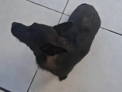 Cachorro raça SRD-ViraLata idade 7 a 11 meses nome Pandora