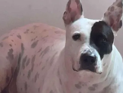 Cachorro raça Pit-Bull idade 5 anos nome Luna 