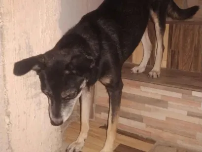 Cachorro raça SRD-ViraLata idade 4 anos nome Belinha 