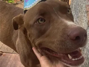 Cachorro raça Pit-Bull idade 2 anos nome Bella