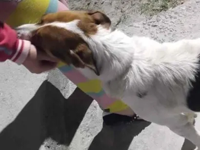 Cachorro raça SRD-ViraLata idade 5 anos nome Billy