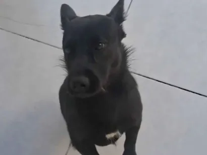 Cachorro raça SRD-ViraLata idade 7 a 11 meses nome Pandora 