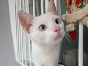 Gato raça SRD-ViraLata idade 2 a 6 meses nome Léo 