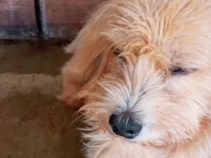 Cachorro raça SRD-ViraLata idade 2 anos nome Chumbinho, rabicó, snupe