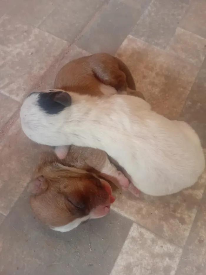 Cachorro raça SRD-ViraLata idade Abaixo de 2 meses nome EZEQUIEL FRANCISCO