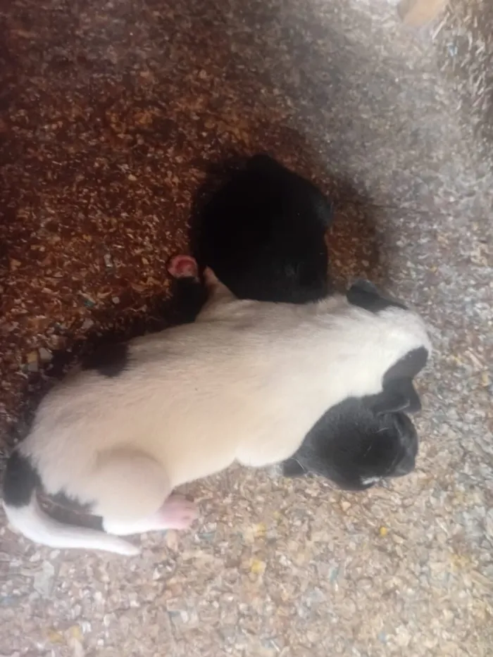 Cachorro raça SRD-ViraLata idade Abaixo de 2 meses nome EZEQUIEL FRANCISCO