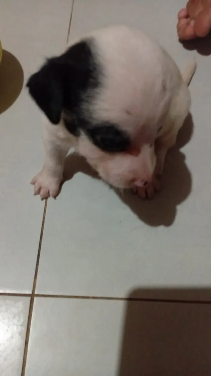 Cachorro raça SRD-ViraLata idade Abaixo de 2 meses nome EZEQUIEL FRANCISCO