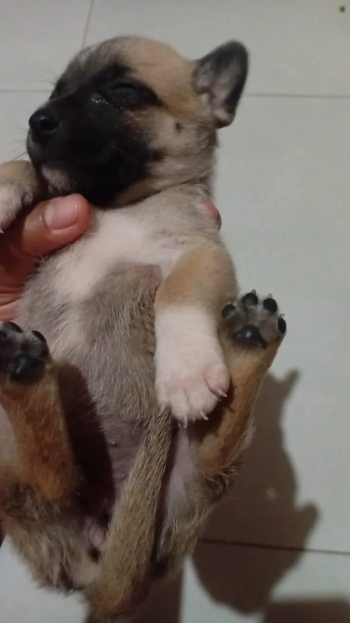 Cachorro raça SRD-ViraLata idade Abaixo de 2 meses nome EZEQUIEL FRANCISCO