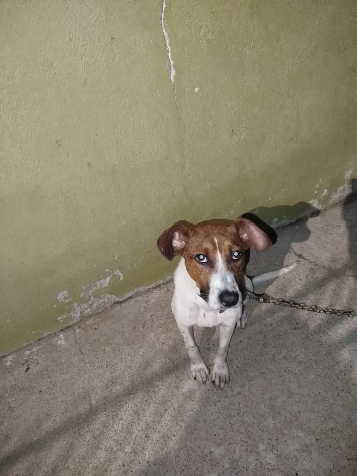 Cachorro raça SRD-ViraLata idade 7 a 11 meses nome Luck